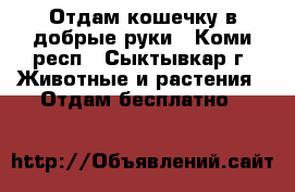 Отдам кошечку в добрые руки - Коми респ., Сыктывкар г. Животные и растения » Отдам бесплатно   